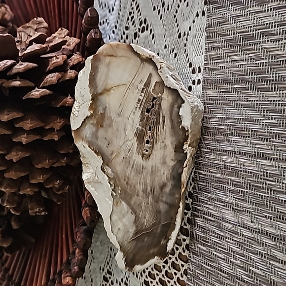 DUSKY PETRIFIED WOOD Slice, Stone Plate, Petrified Wood - Picture 1 of 9